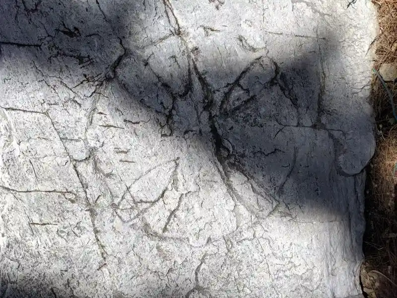 Ancient petroglyph etched into weathered rock with intersecting circular design